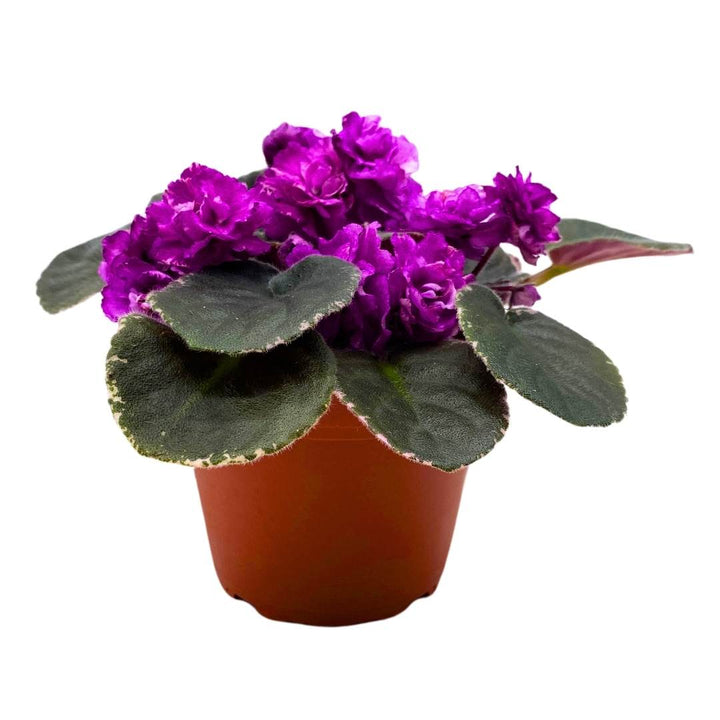 African Violet Wrangler's Winter Hawk 4 inch