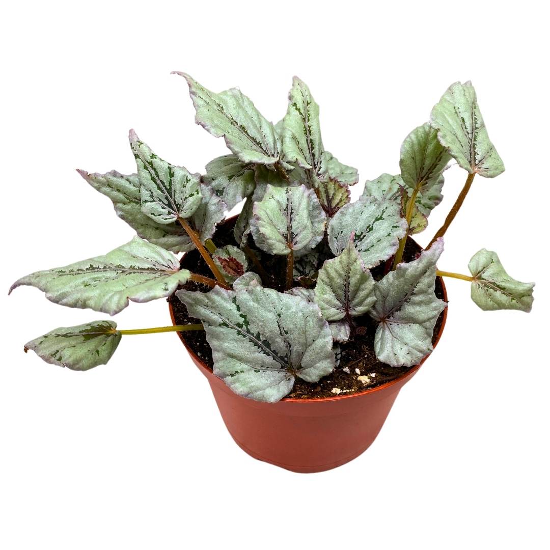 Know Your Begonias ベゴニア Know Your Begonias ベゴニア （Complete Guide to Growing