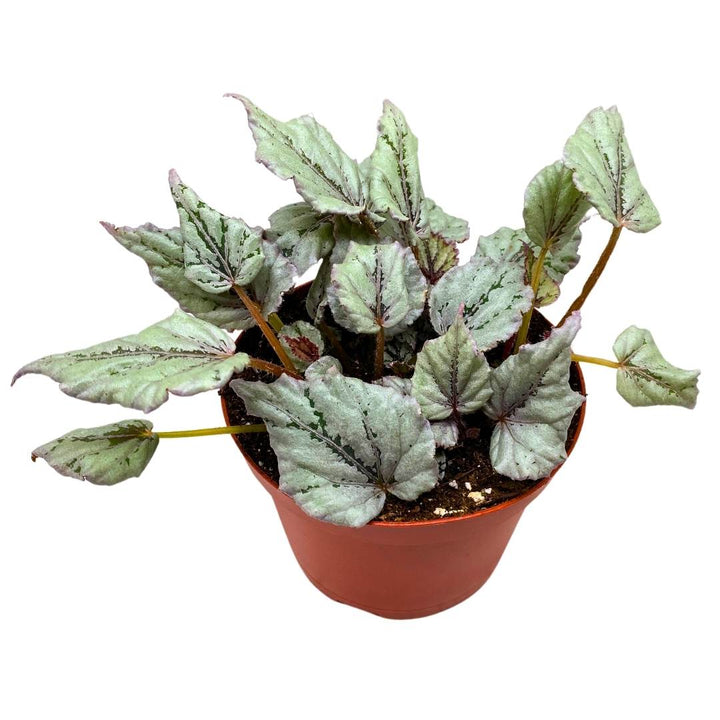 Begonia Rex Dew Drop 6 inch