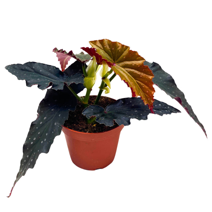 Harmony's Silver Fang Angel Wing Begonia 4 inch