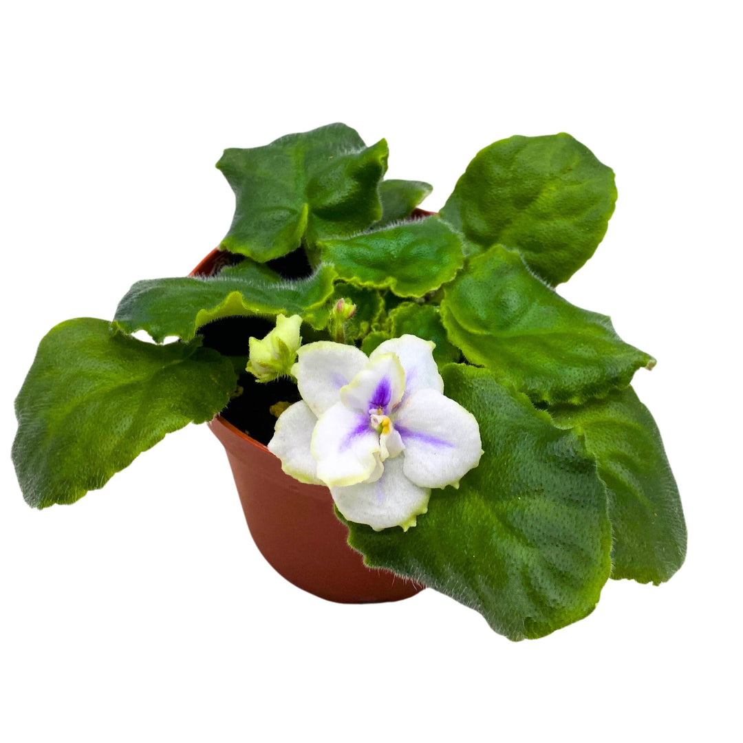 Hunter's North Star African Violet Variegated Flower 4 inch