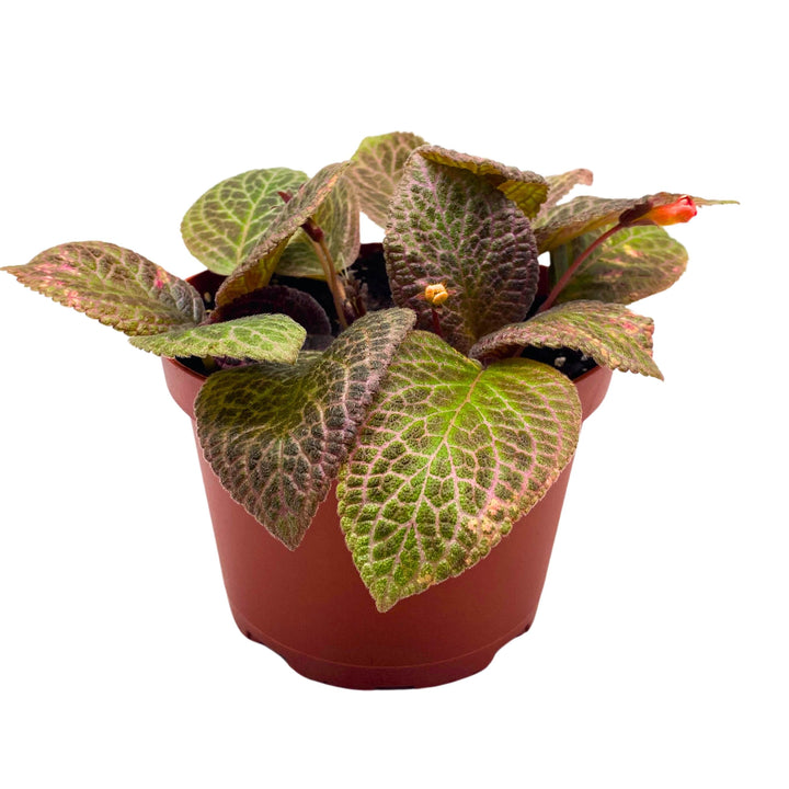 Episcia Pink Acajou Flame Violet 6 inch