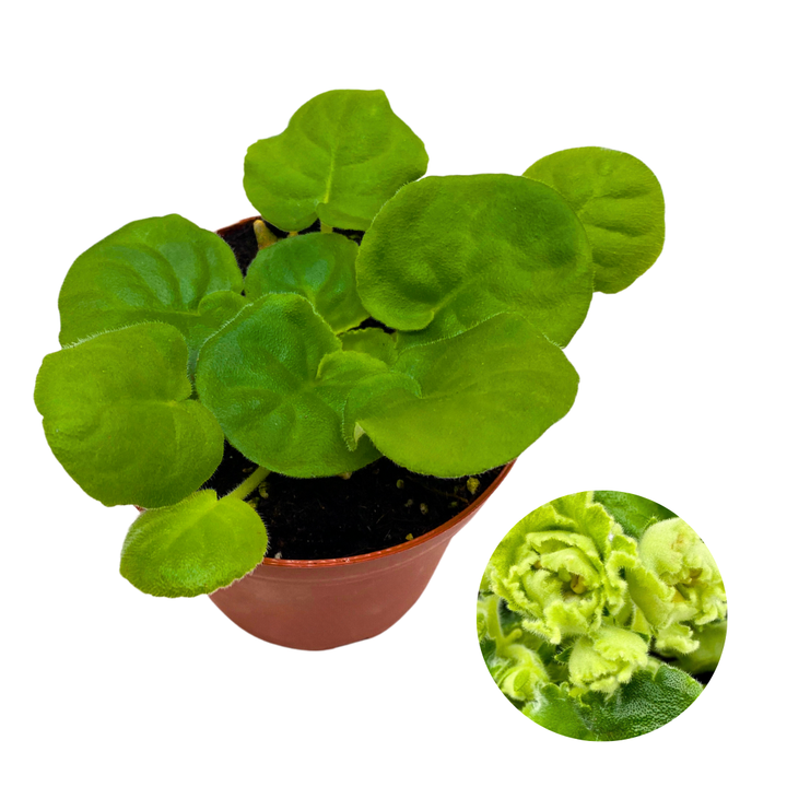 African Violet LE Mojito 4 inch White Green Flower