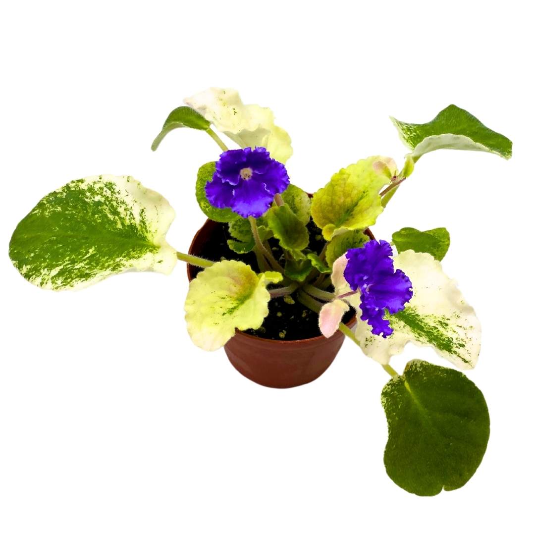 African Violet Harmony's Purple Passion Variegated 4 inch Gesneriad