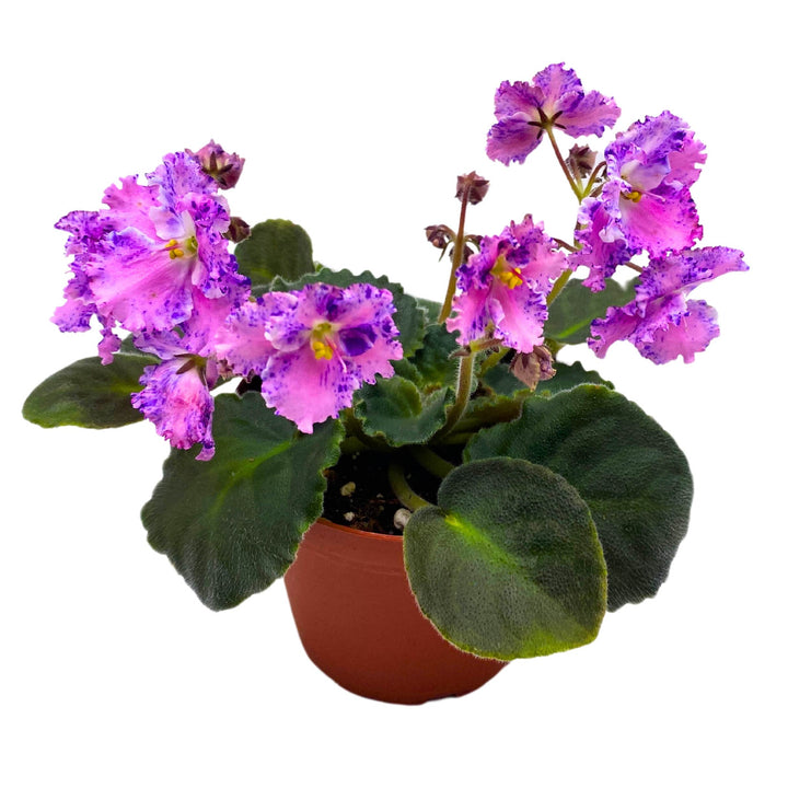 Amour Elite African Violet Saintpaulia 4 inch