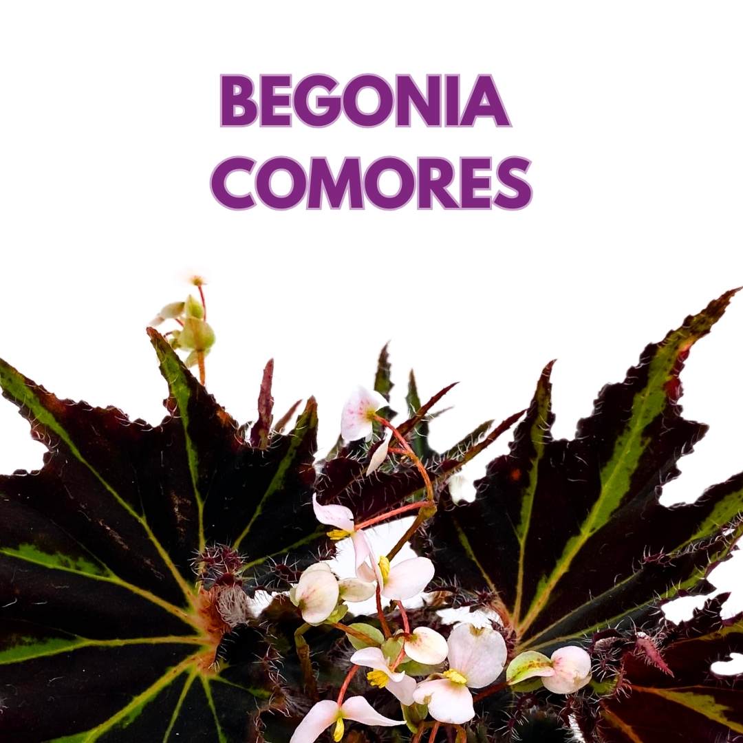 Begonia Breakdance Rhizomatous Rhizo in a 6 inch Green Black Gnarly Leaves