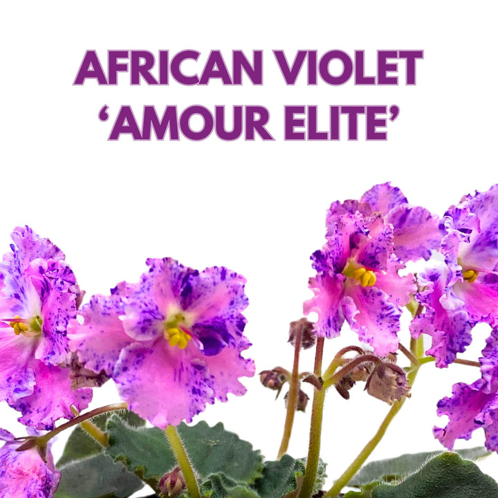 Amour Elite African Violet Saintpaulia 4 inch