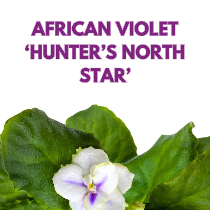 Hunter's North Star African Violet Variegated Flower 4 inch