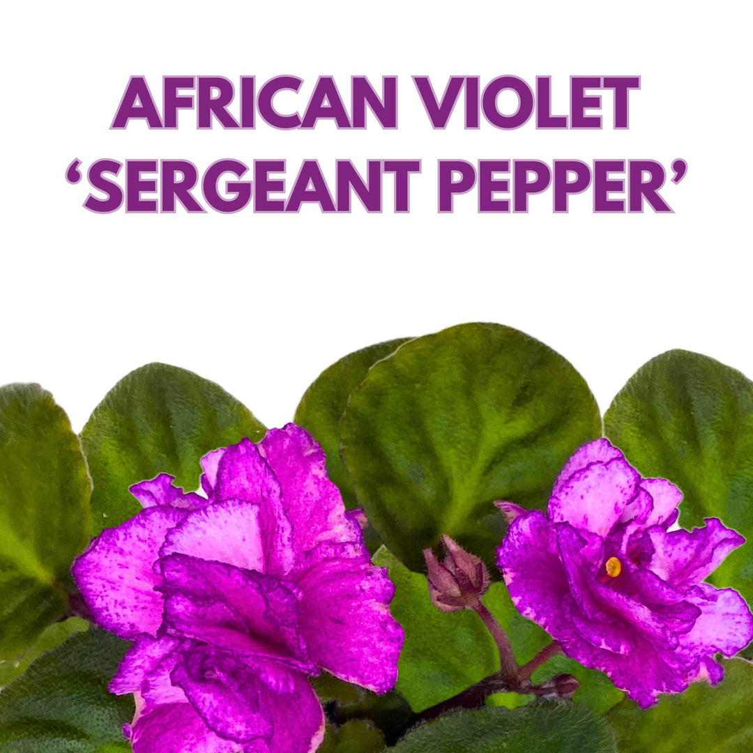 Sergeant Pepper African Violet Saintpaulia 4 inch