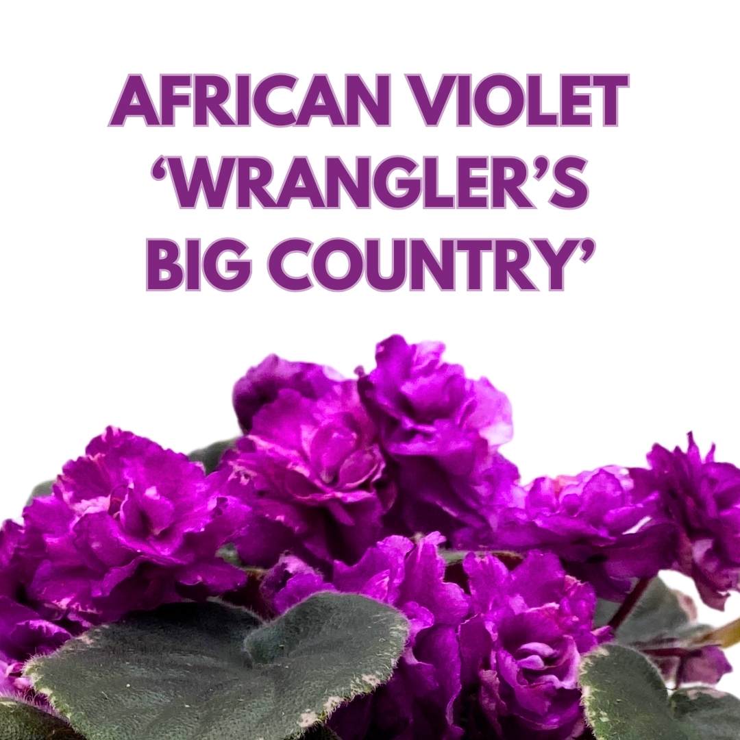 African Violet Wrangler's Big Country 4 inch