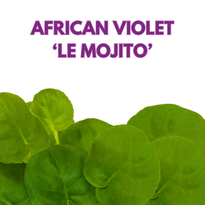 African Violet LE Mojito 4 inch White Green Flower