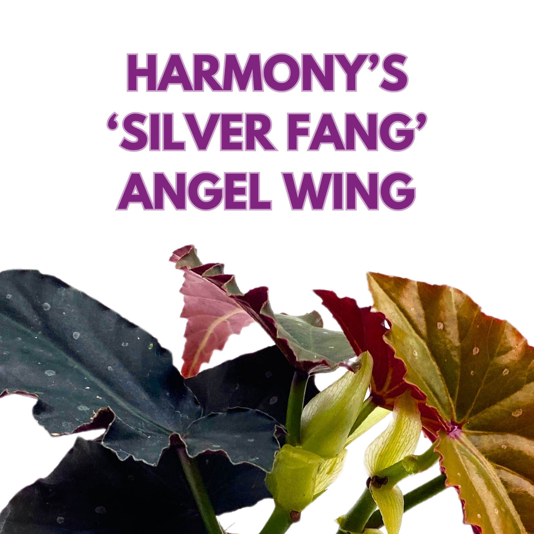 Harmony's Silver Fang Angel Wing Begonia 4 inch