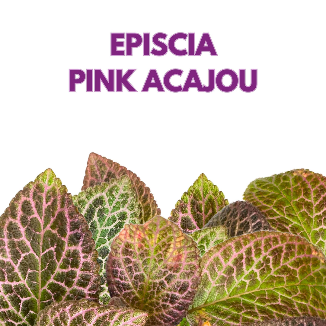 Episcia Pink Acajou Flame Violet 6 inch