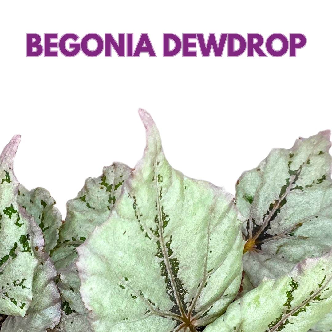 Begonia Rex Dew Drop 6 inch