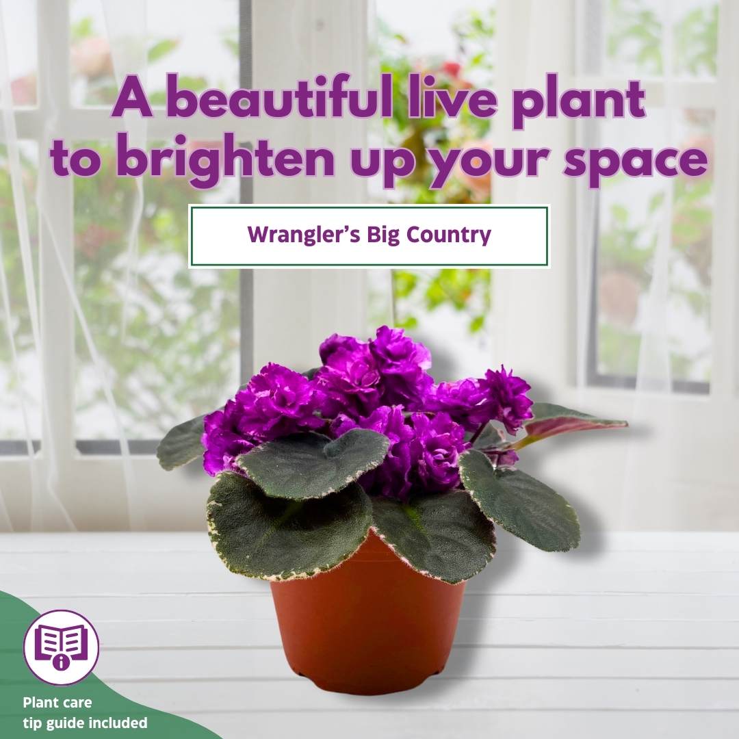 African Violet Wrangler's Big Country 4 inch