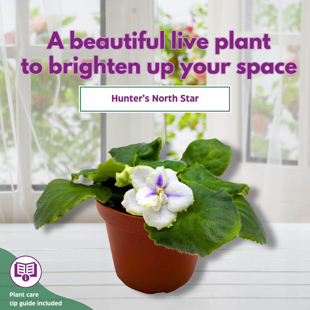 Hunter's North Star African Violet Variegated Flower 4 inch