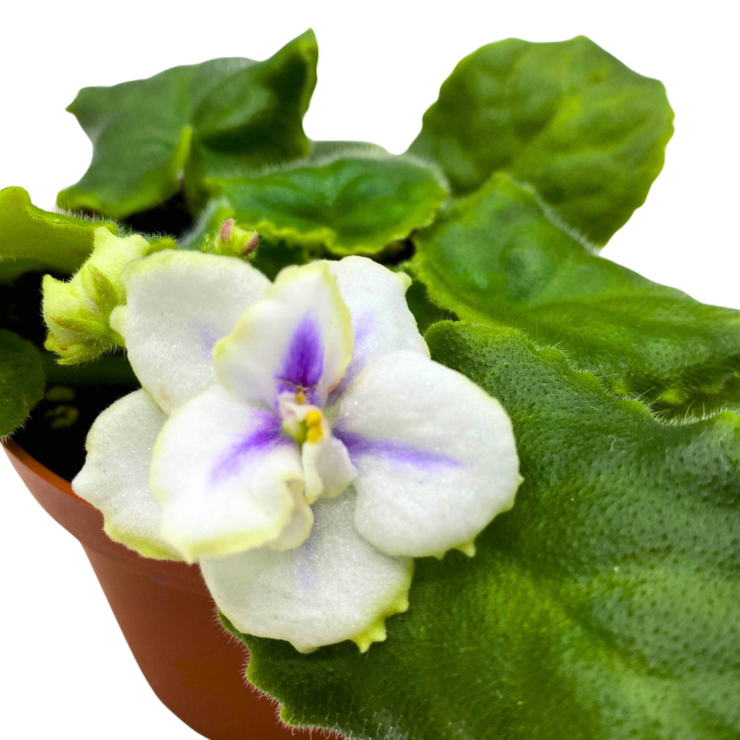 Hunter's North Star African Violet Variegated Flower 4 inch