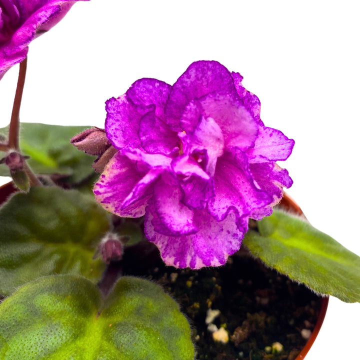 Sergeant Pepper African Violet Saintpaulia 4 inch