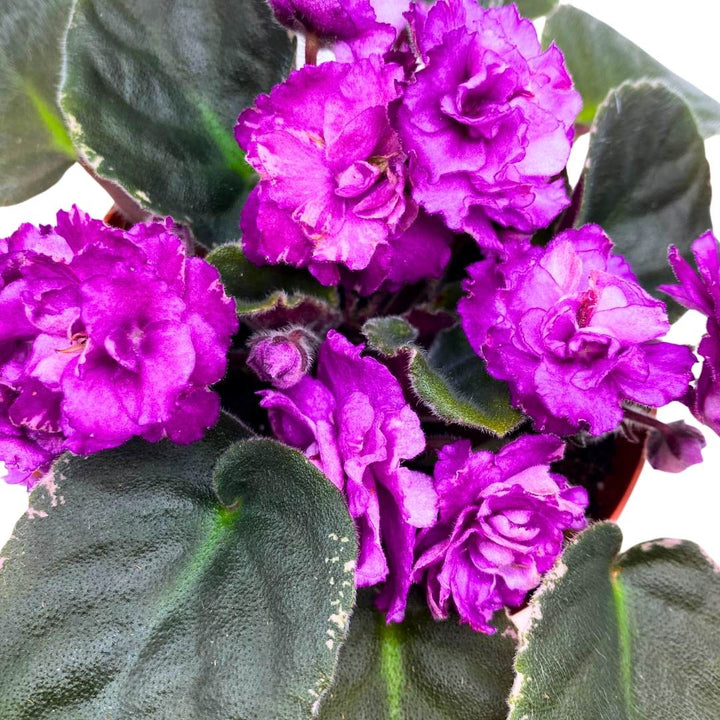 African Violet Wrangler's Winter Hawk 4 inch