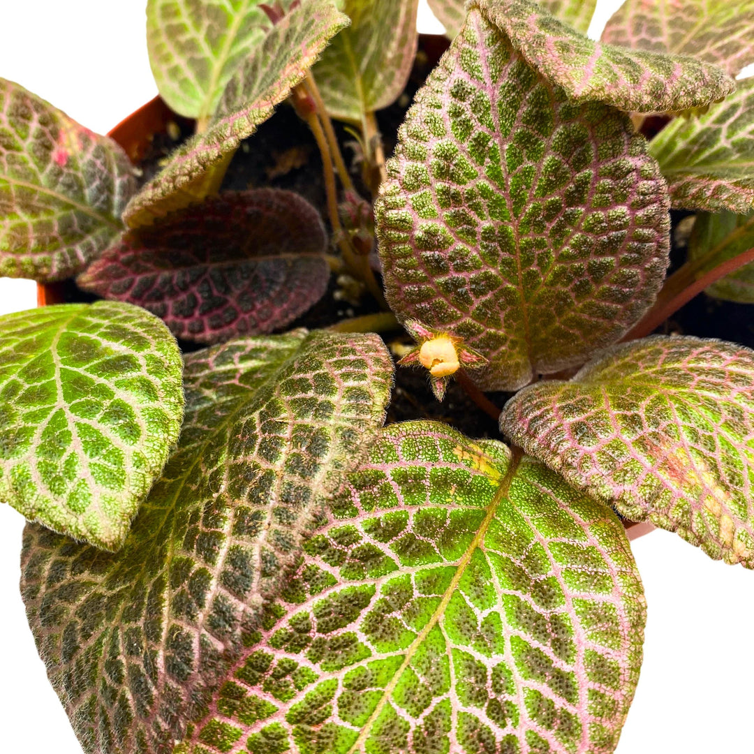 Episcia Pink Acajou Flame Violet 6 inch