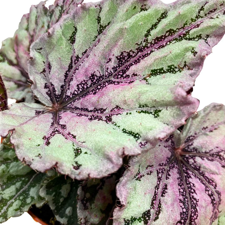 Begonia Rex Merengue in a 4 inch Pot Pink Silver