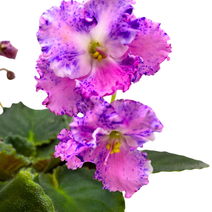 Amour Elite African Violet Saintpaulia 4 inch