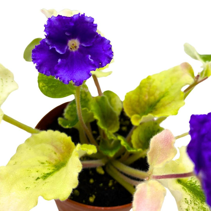 African Violet Harmony's Purple Passion Variegated 4 inch Gesneriad