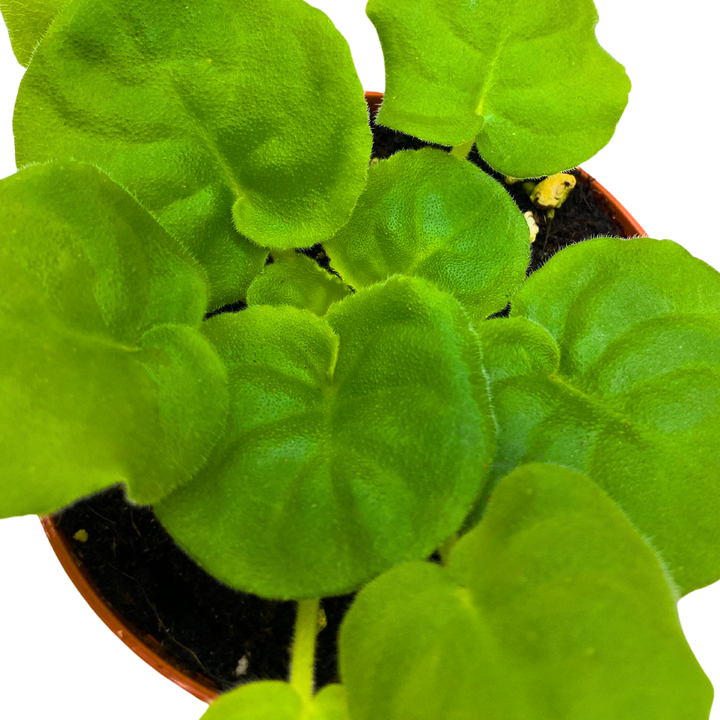 African Violet LE Mojito 4 inch White Green Flower
