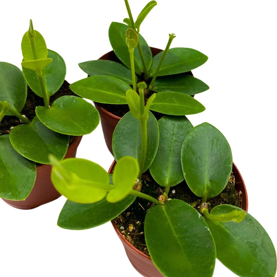 Hoya cumingiana in a 2 inch set of 3 pot small leaf wax plant