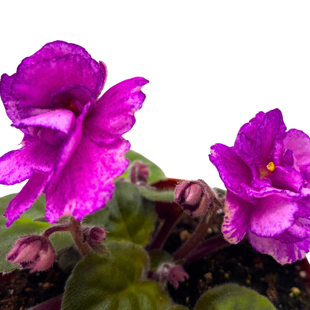 Sergeant Pepper African Violet Saintpaulia 4 inch