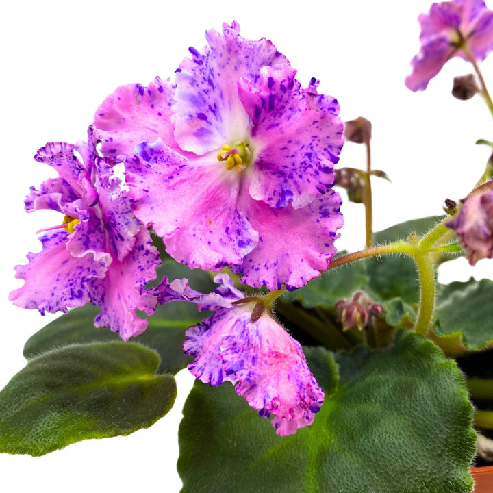 Amour Elite African Violet Saintpaulia 4 inch