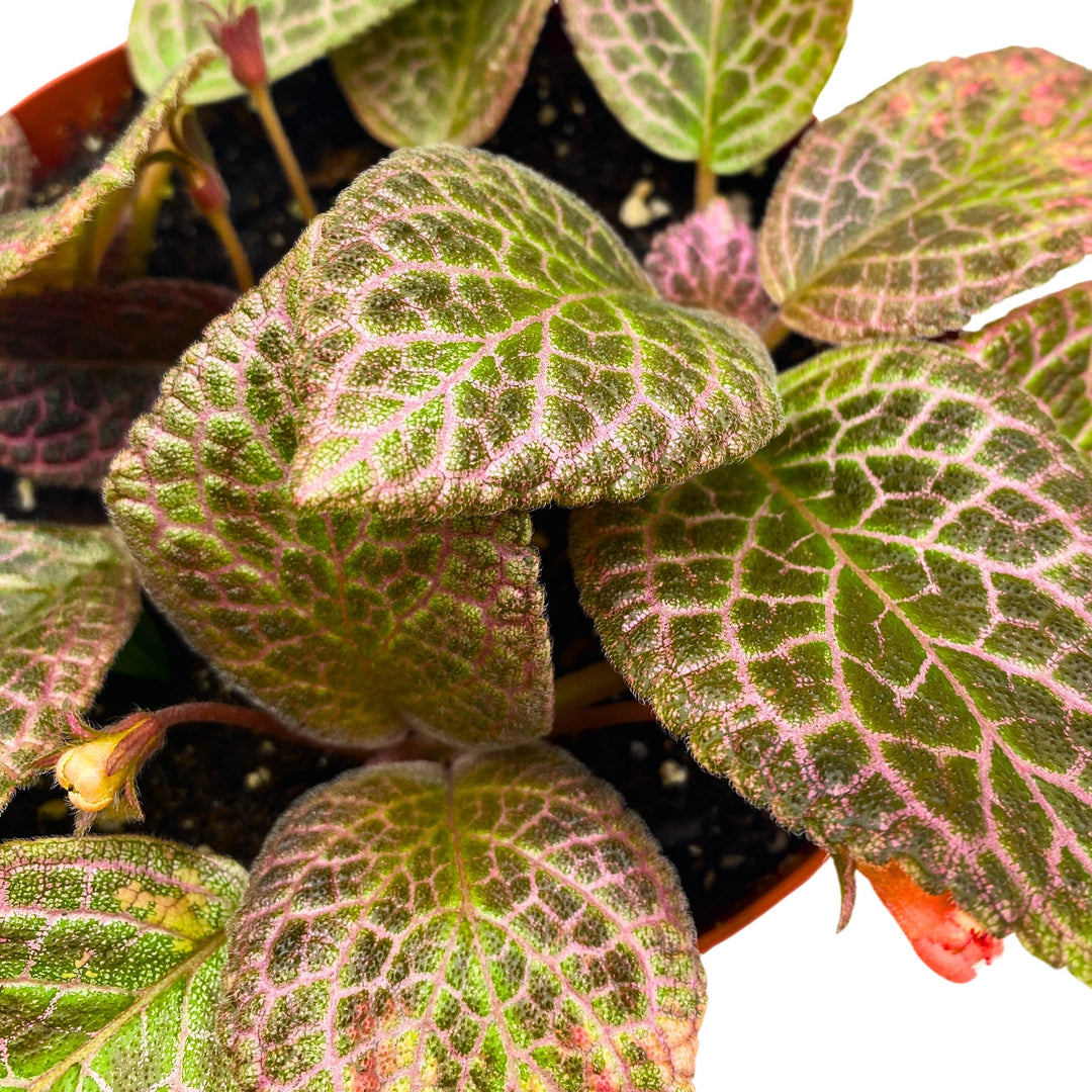 Episcia Pink Acajou Flame Violet 6 inch