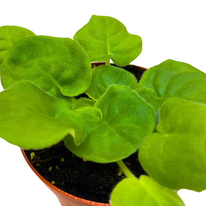 African Violet LE Mojito 4 inch White Green Flower