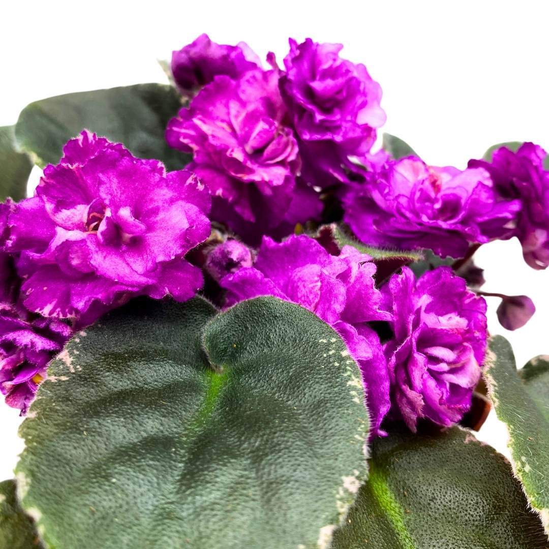 African Violet Wrangler's Winter Hawk 4 inch