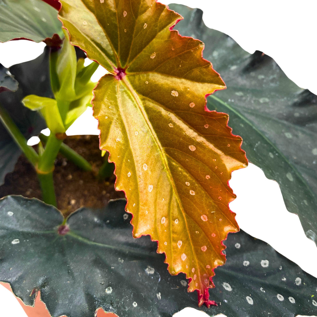 Harmony's Silver Fang Angel Wing Begonia 4 inch