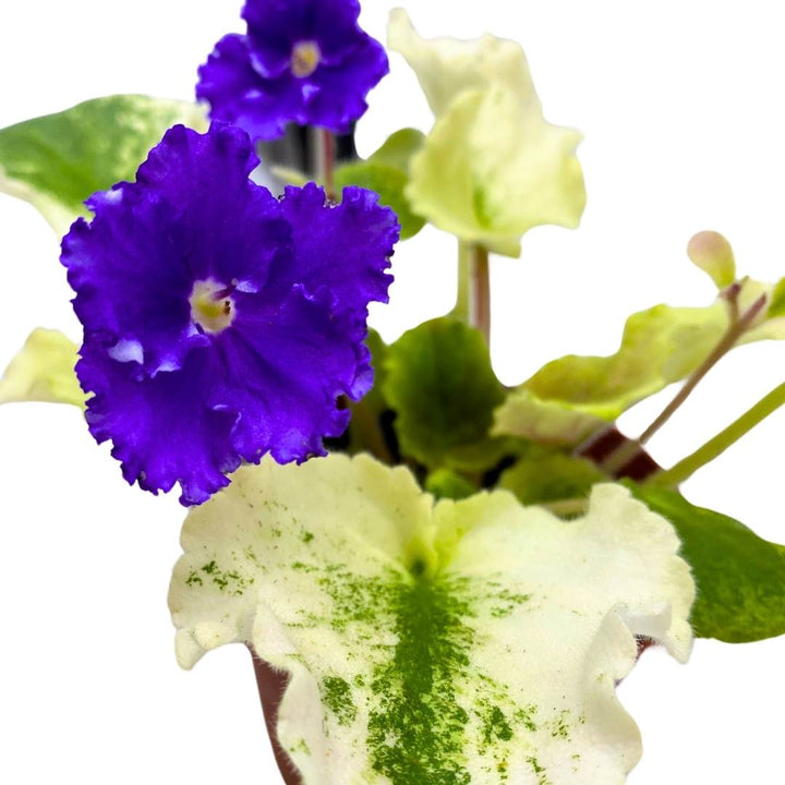 African Violet Harmony's Purple Passion Variegated 4 inch Gesneriad