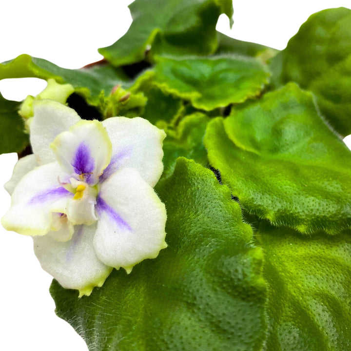 Hunter's North Star African Violet Variegated Flower 4 inch