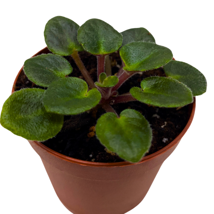 Mini African Violet Frosted Denim 2 inch Blue White Flower