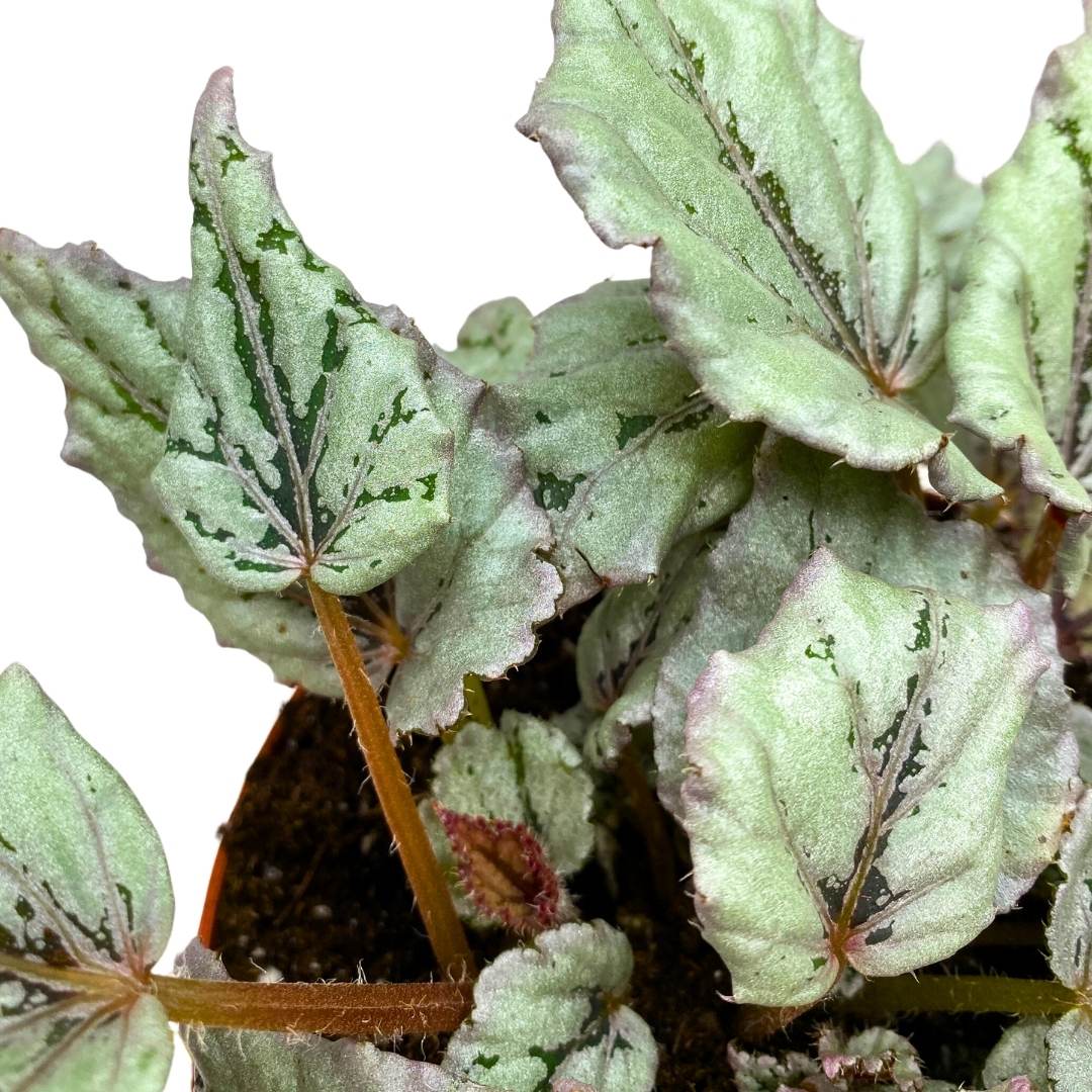 Begonia Rex Dew Drop 6 inch