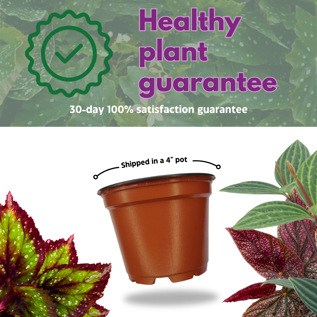 begonia rex indoor plant Harmony's Red Star Begonia Rex 4 inch Reddish Pink – Harmony Foliage