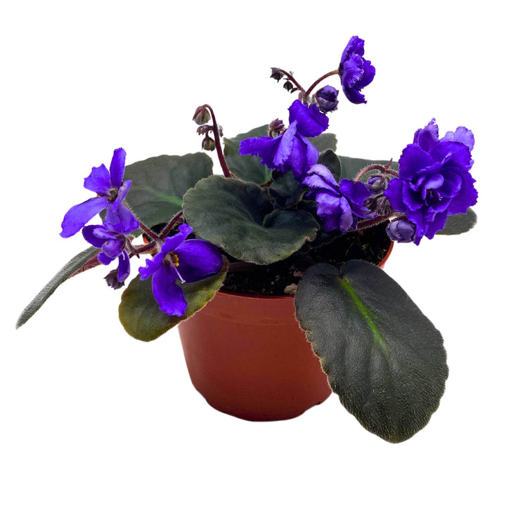 Harmony's Blue Frills African Violet Saintpaulia 4 inch