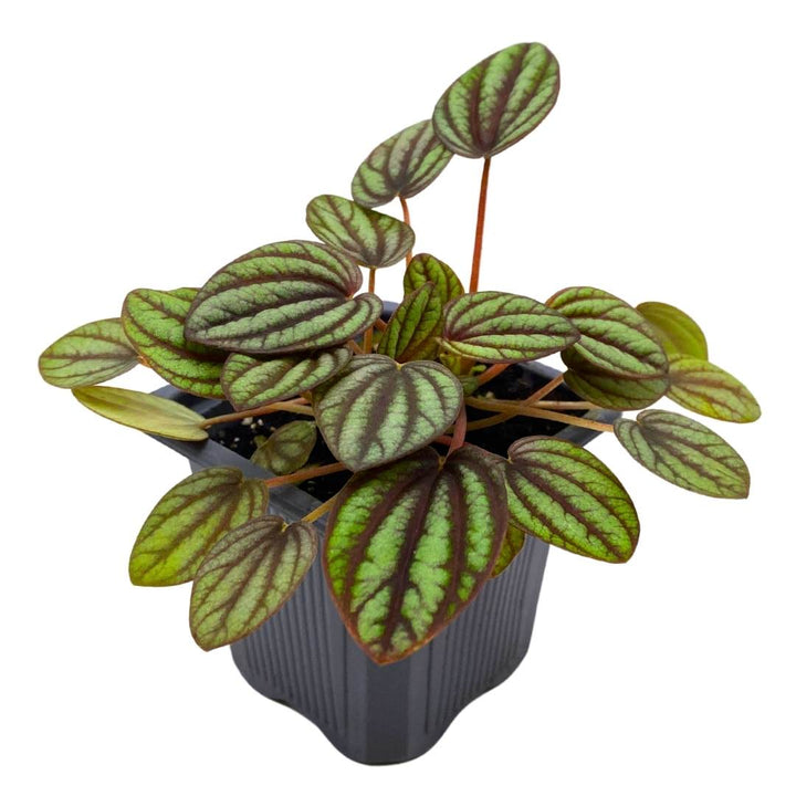 Peperomia Piccolo Banda Ripple in a 3 inch Pot