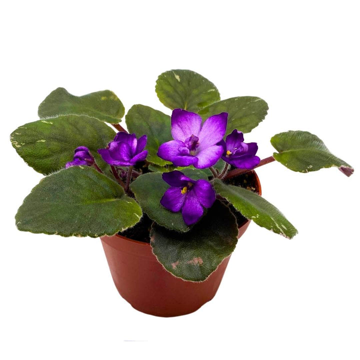 African Violet Lucien Croteau 4 inch Gesneriad