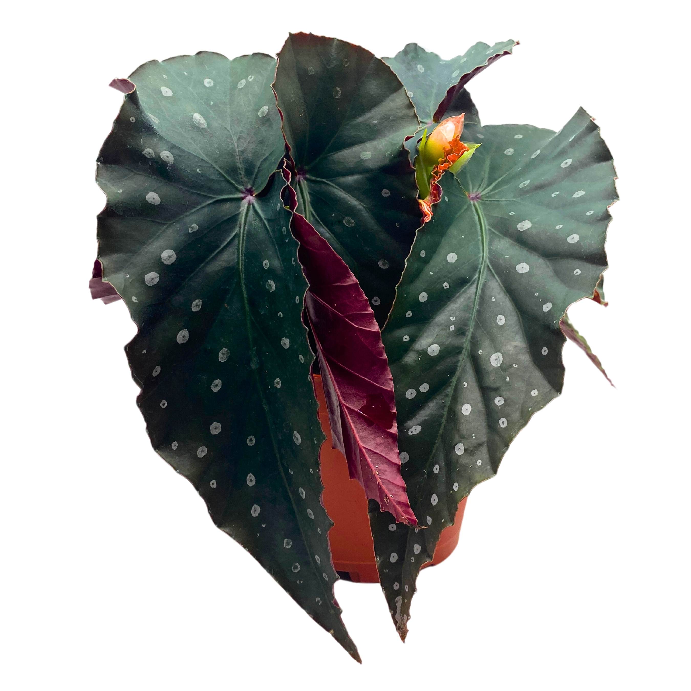 Harmony's Firecracker Angel Wing Begonia 4 inch – Harmony Foliage