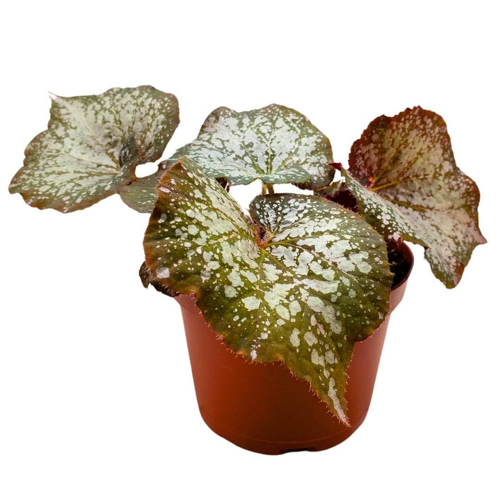 Begonia Rex Island Magic 6 inch Fragrant