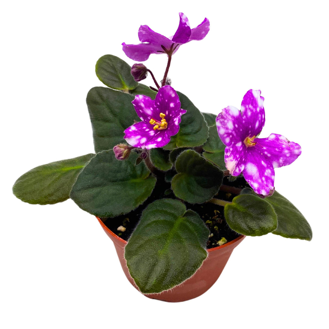 Hunter's Pew Pew African Violet Variegated Flower 4 inch