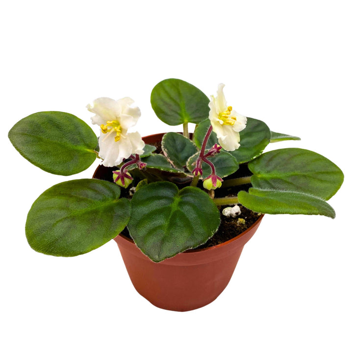 Ma's Frogland African Violet Saintpaulia 4 inch