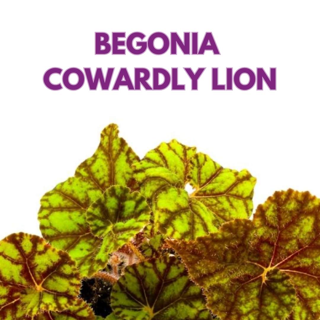 Begonia Rhizomatous Cowardly Lion in a 4 inch Pot Yellow Spiral Rhizo