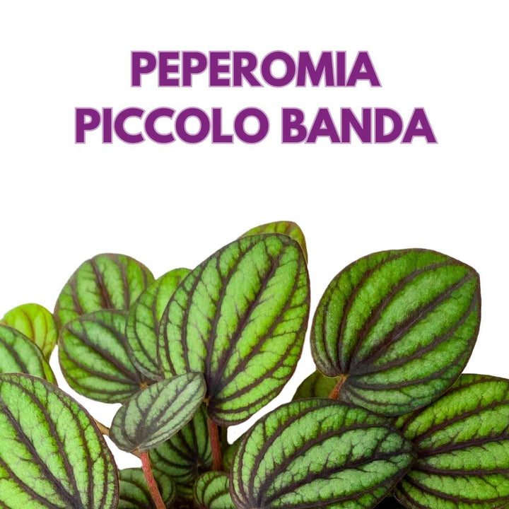 Peperomia Piccolo Banda Ripple in a 3 inch Pot