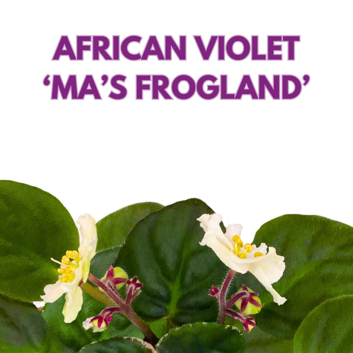 Ma's Frogland African Violet Saintpaulia 4 inch